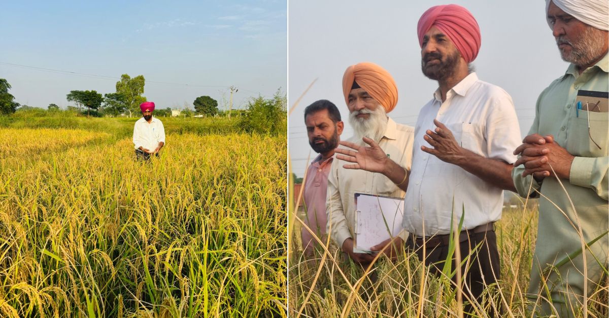 Kahan Singh is bringing hope with his new method of growing paddy that reduces water usage to 25 percent.