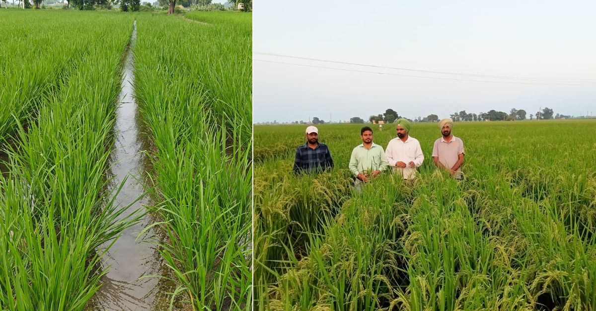 Water is supplied in these furrows only when needed. This method ensures water reaches the roots without submerging the entire field.