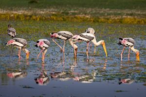 10 Incredible Places in India To Watch Migratory Birds This Winter