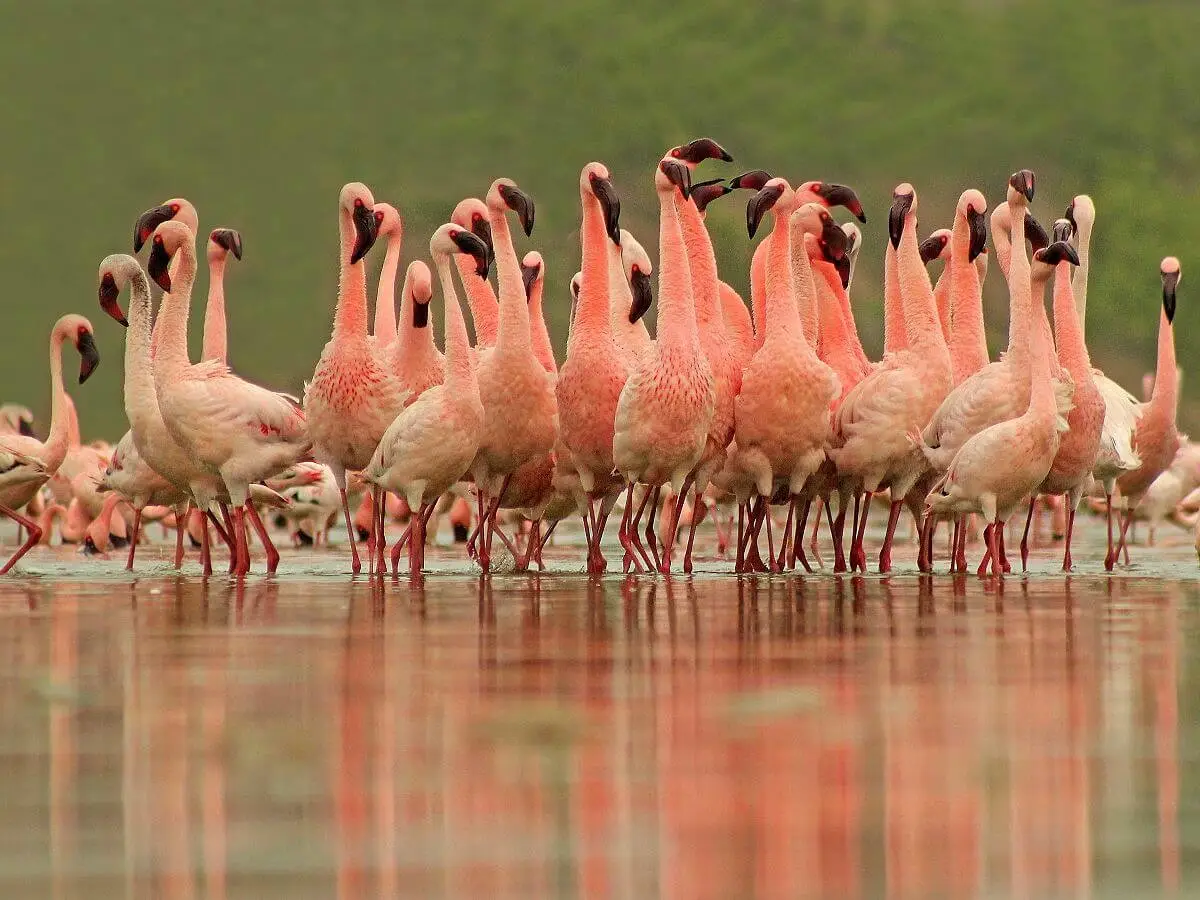 A flock of Lesser Flamingos standing in shallow water, their elegant forms reflected on the calm surface as they rest in a serene wetland habitat.