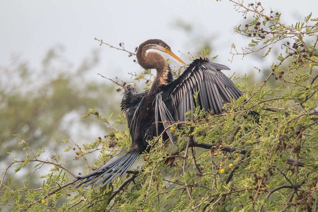 An Oriental Darter perched gracefully on a tree branch over the serene waters of Keoladeo National Park, showcasing its long neck and striking black and white plumage.