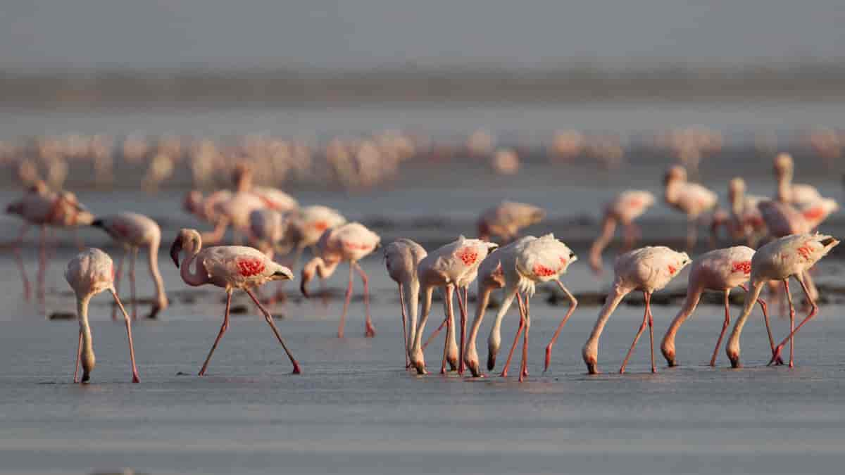 Flamingos wading through the vast salt flats of Rajasthan, having migrated from distant regions, their vibrant pink feathers contrasting against the barren white landscape.