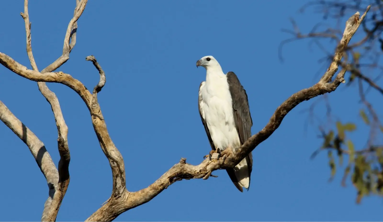 A White-bellied Sea Eagle perched on a branch, its striking white and brown plumage contrasting with the surrounding greenery.