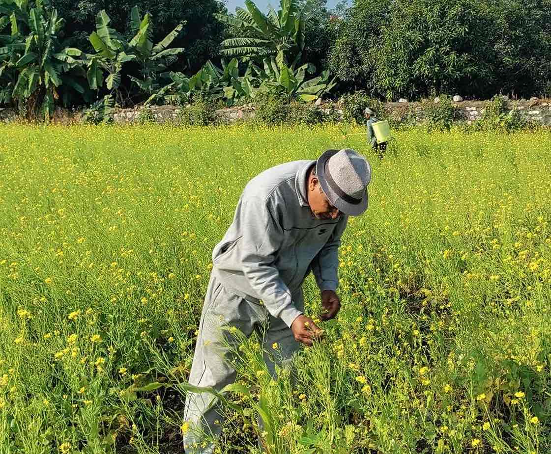 The Narendra 09 wheat variety, initially grown in the mountains, proved to thrive in diverse conditions