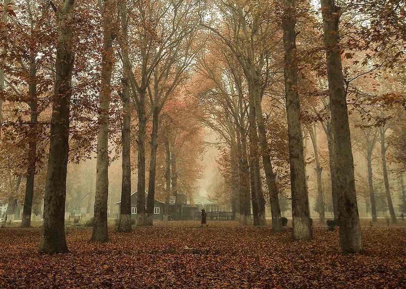 Chinar trees in Naseem Bagh