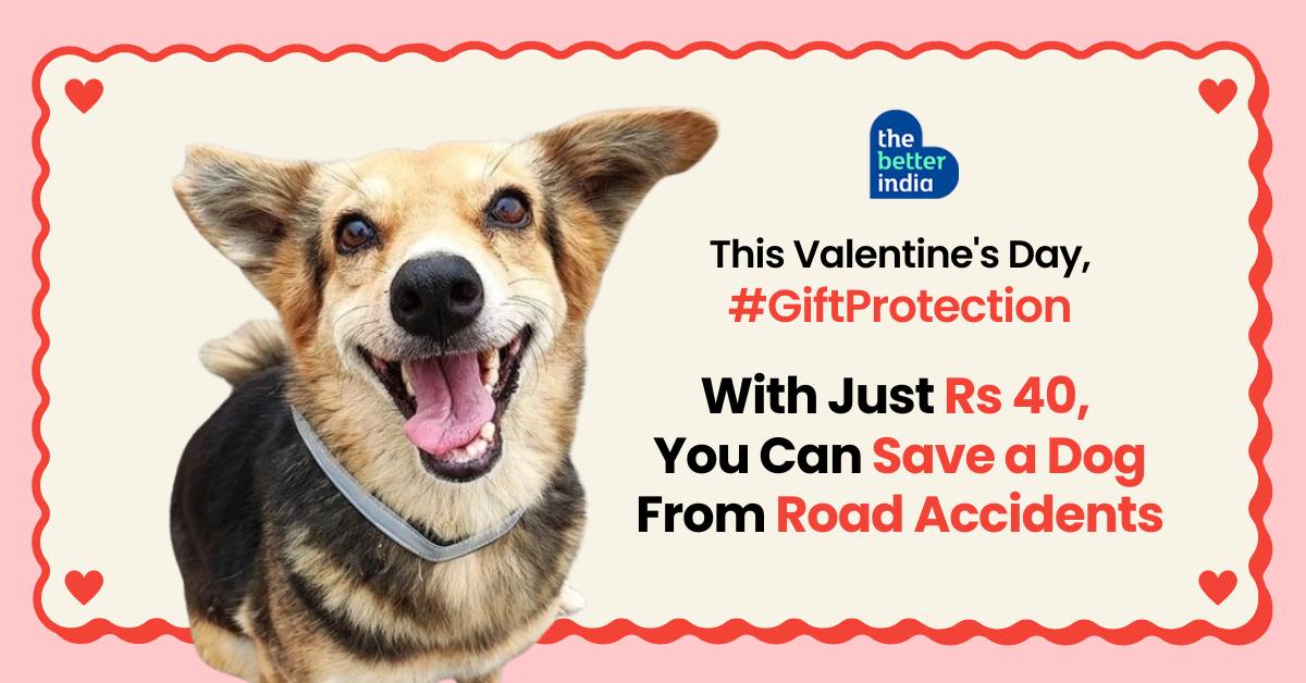 Gifting stray dogs safety image