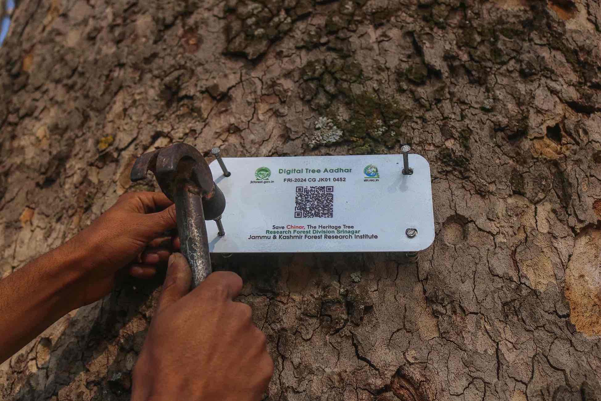 Each QR code provide information on 25 parameters about each China tree