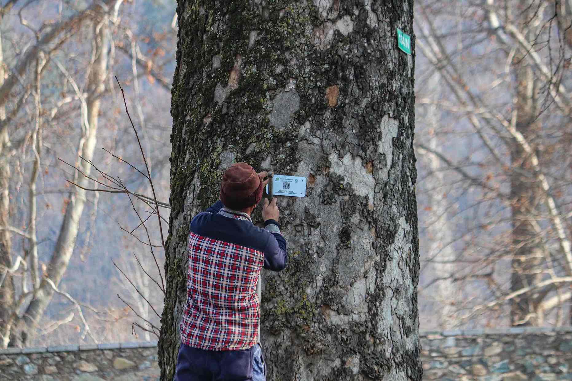 Geo-tagging Chinar tree in Kashmir