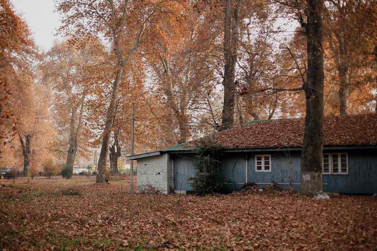 Chinar trees paint Nassem Bagh in autumn colours