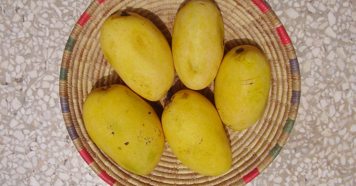 The Chausa mango