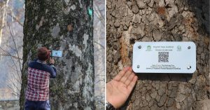 Kashmir’s Chinar Trees Are Getting ‘Aadhars’: How Tech Is Protecting Them From Extinction