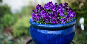 7 Breathtaking Potted Flowers That Will Outshine Any Valentine’s Bouquet