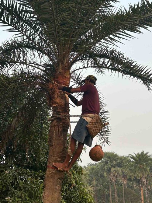 The 'shiulis' tap the date trees to collect the sap 