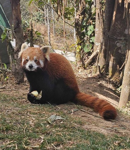 Despite belonging to the Carnivora family of animals, red pandas primarily feast on fruits and bamboo