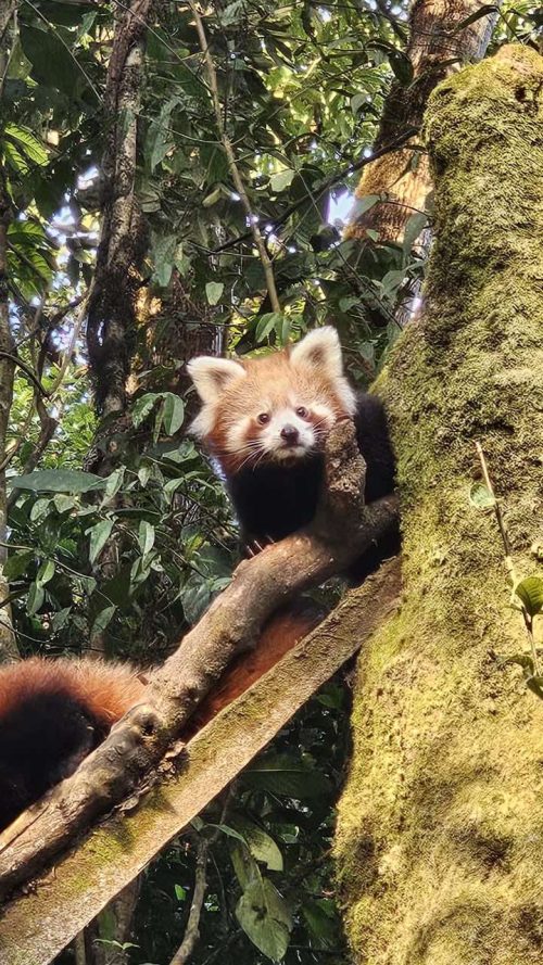 The Red Panda is characterised by its masked face, red fur, and long bushy tail