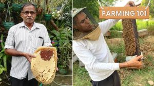 Want to Start Beekeeping? Profitable Farmers Share Step-By-Step Guide for Beginners