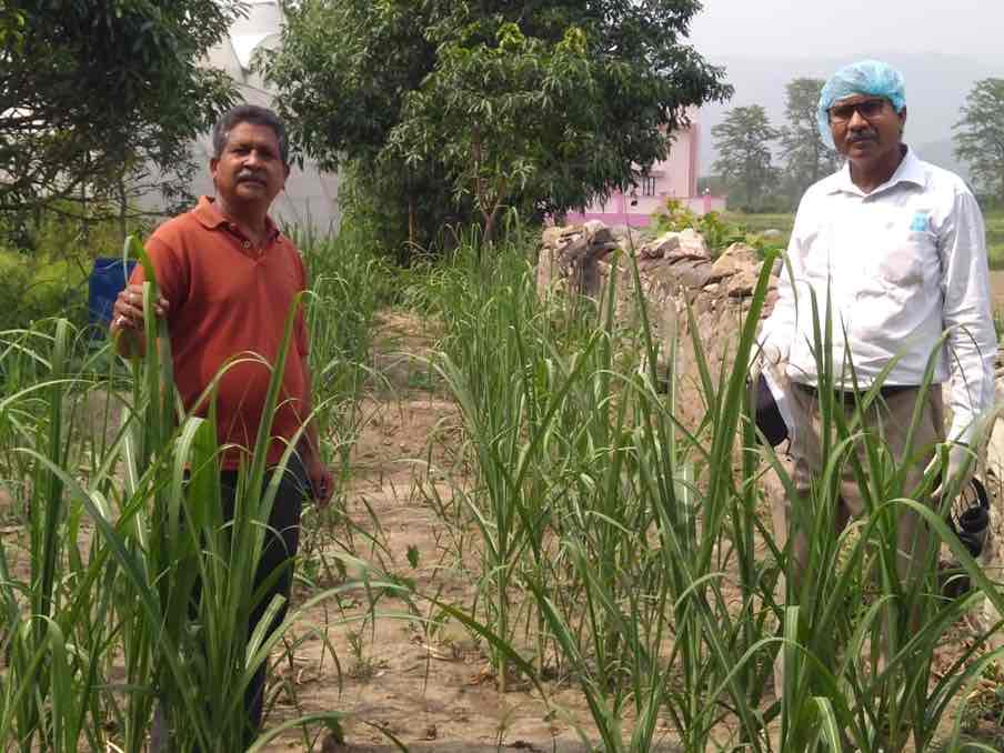 After getting information from through Dr SN Tiwari, Narendra Singh Mehra registered the seed with PPV & FRA (Protection of Plant Varieties and Farmers Rights Act)