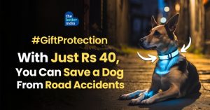 Would You Spend Rs 40 to Save a Street Dog From Danger?