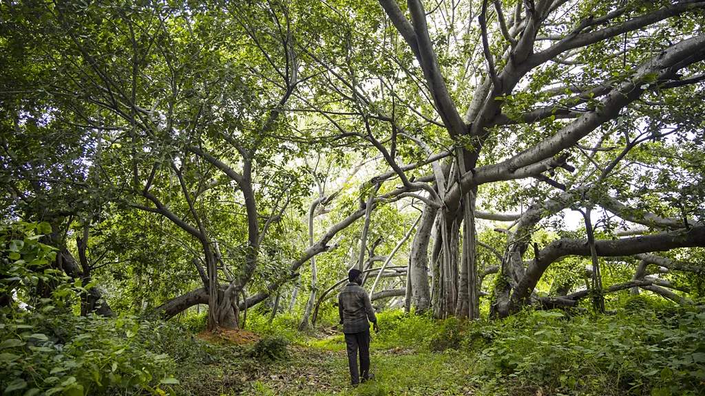 Despite facing multiple cyclones, Thimmamma Marrimanu stands strong, continuing to grow and expand; Picture source: BBC