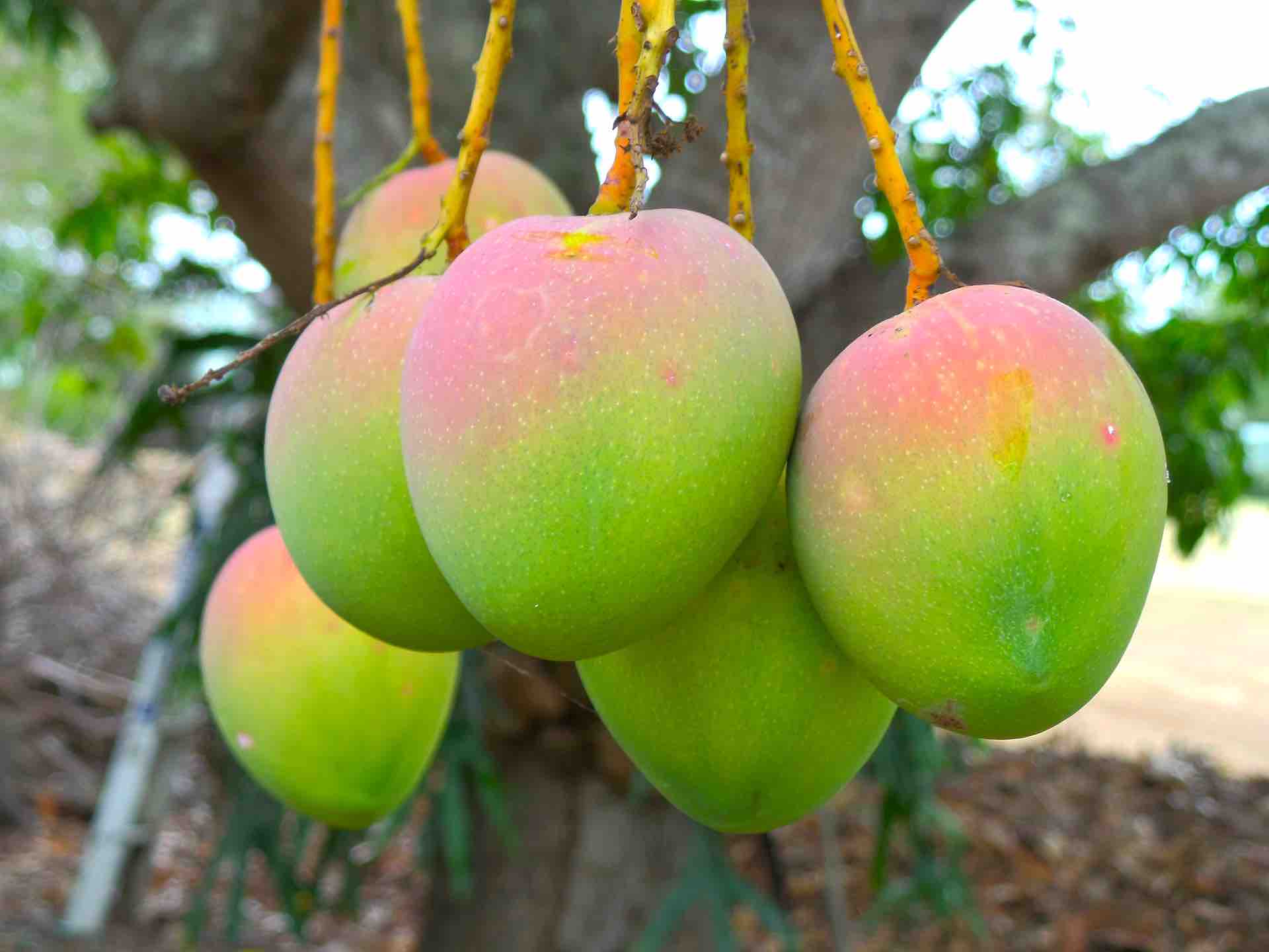 Sindhura mangoes are available on websites like BigBasket, Amazon India, and Flipkart