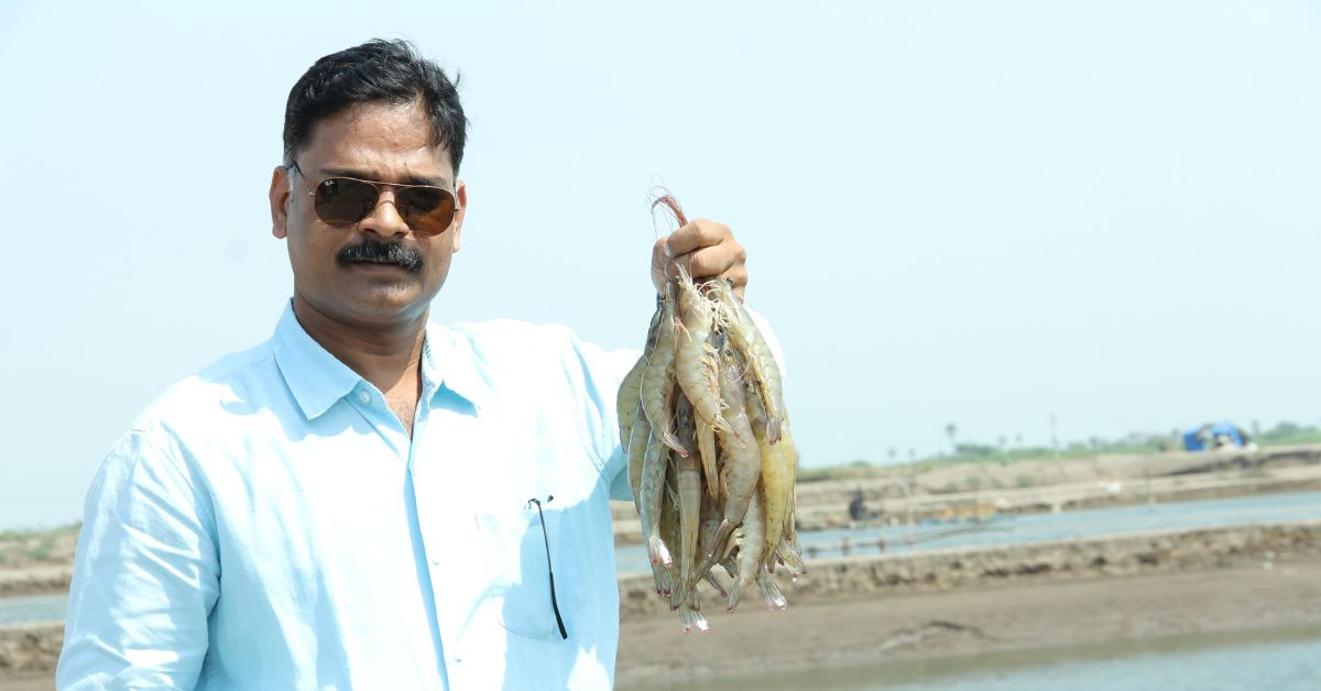 Dr Manoj expanded his operations to 400 hectares, producing nearly 1,000 tonnes of shrimp annually.