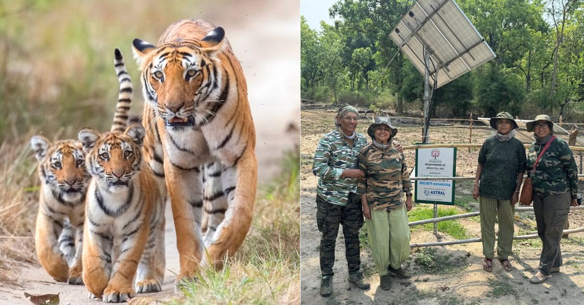 A Tigress in Need Inspired This Surgeon Couple to Save India’s Wildlife with Solar Power