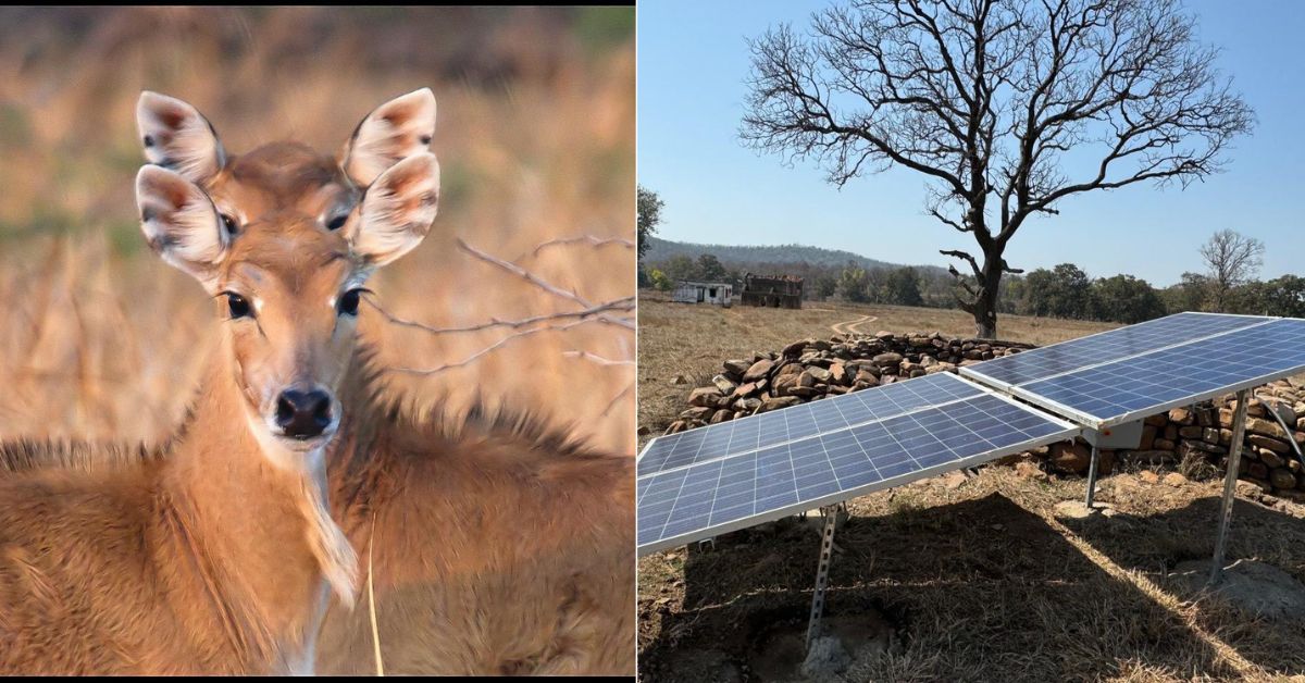 So far, the couple has completed 170 solar water pump installations in 25 forests and wildlife sanctuaries across seven states. 