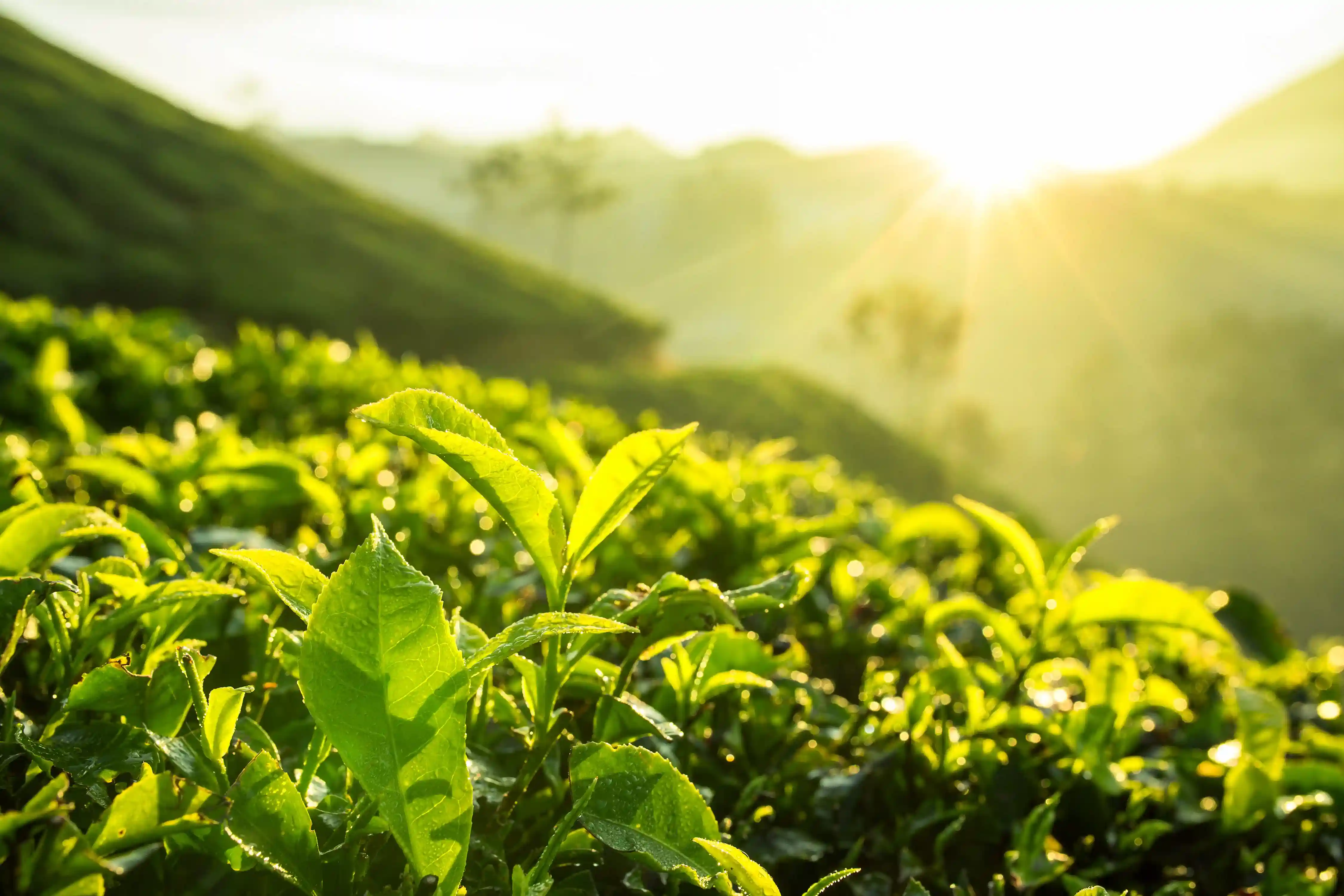 Let your kids try their hands at plucking tea leaves in Munnar