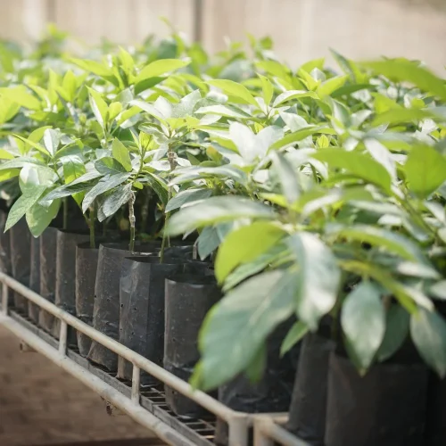 Choose an avocado variety that can survive high temperatures