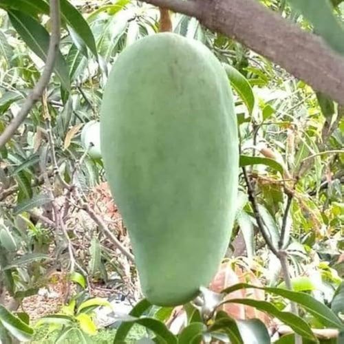 Noorjahan mango trees need fertile and well-drained soil