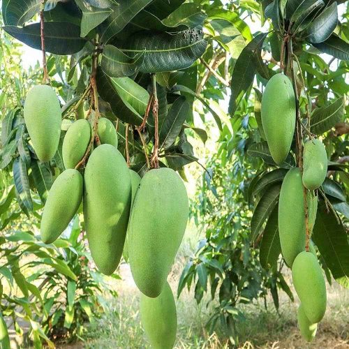 The Noorjahan mango's juicy, saffron-like flavour and delicate skin made it a hit
