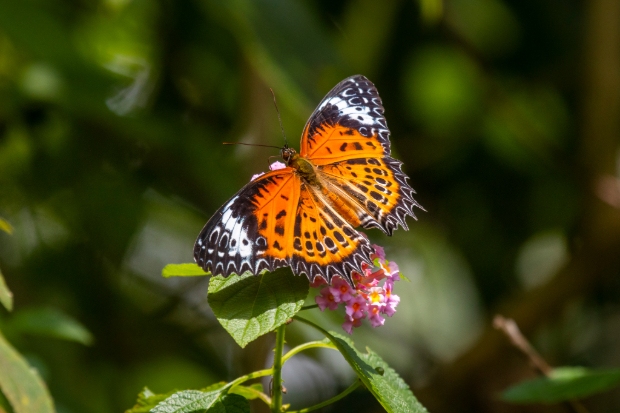 butterfly roaming owls