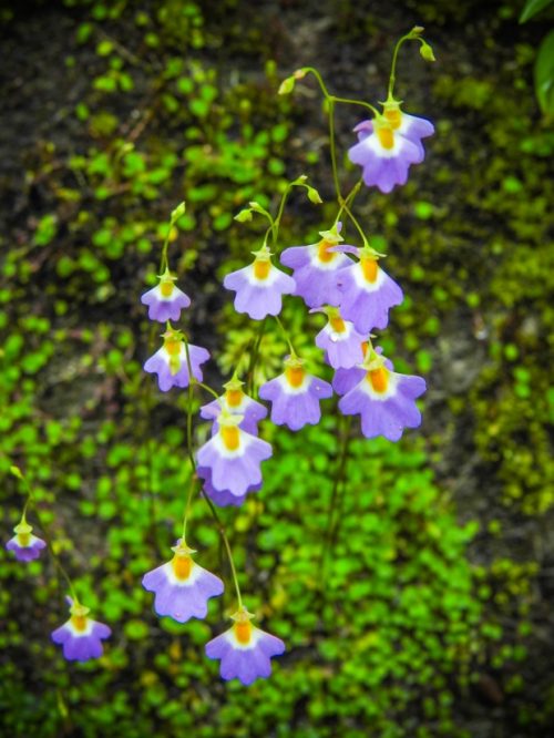 wild orchid roaming owls