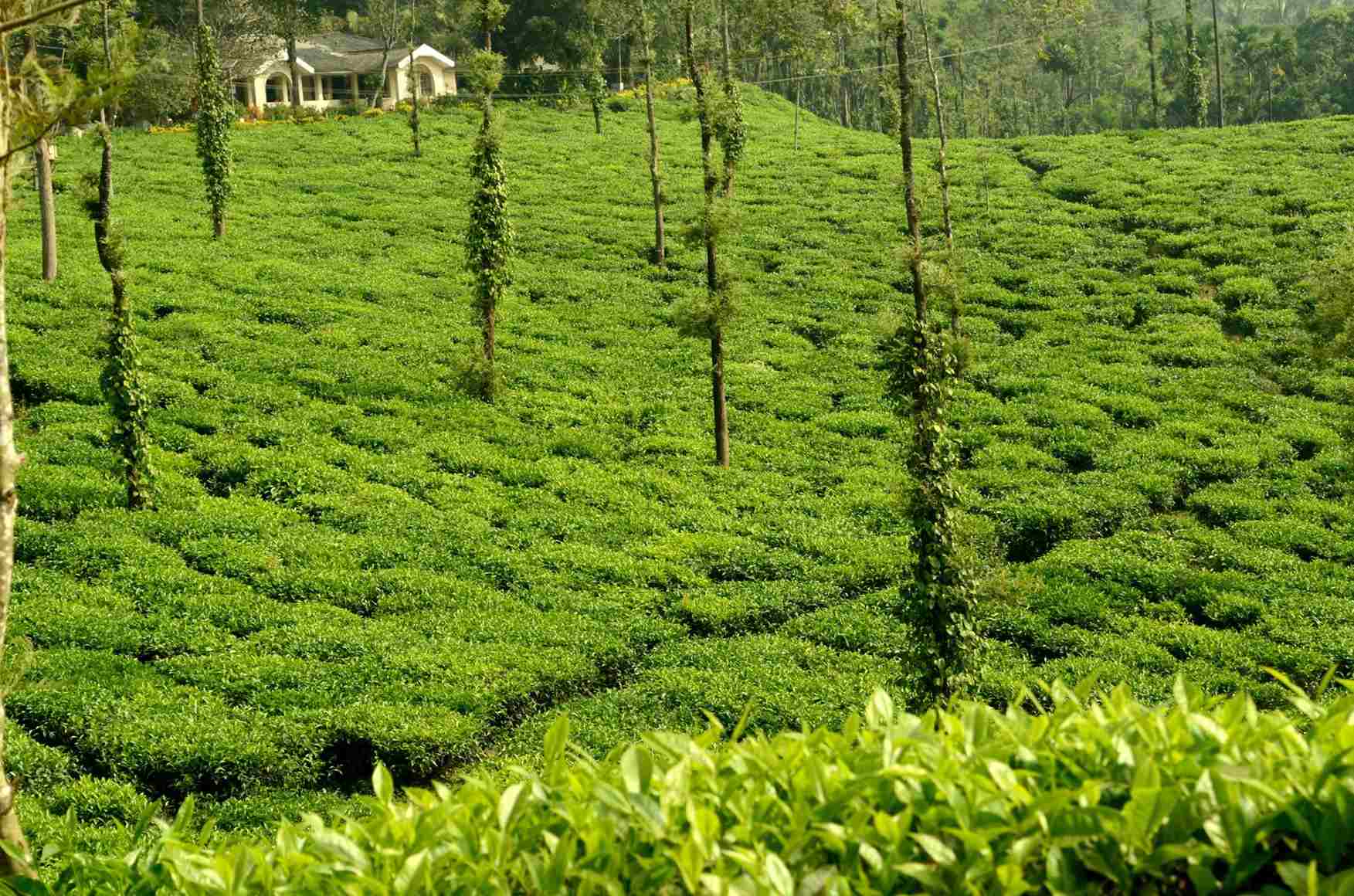 Walk through the coffee farms in Chikmagalur with your children this summer