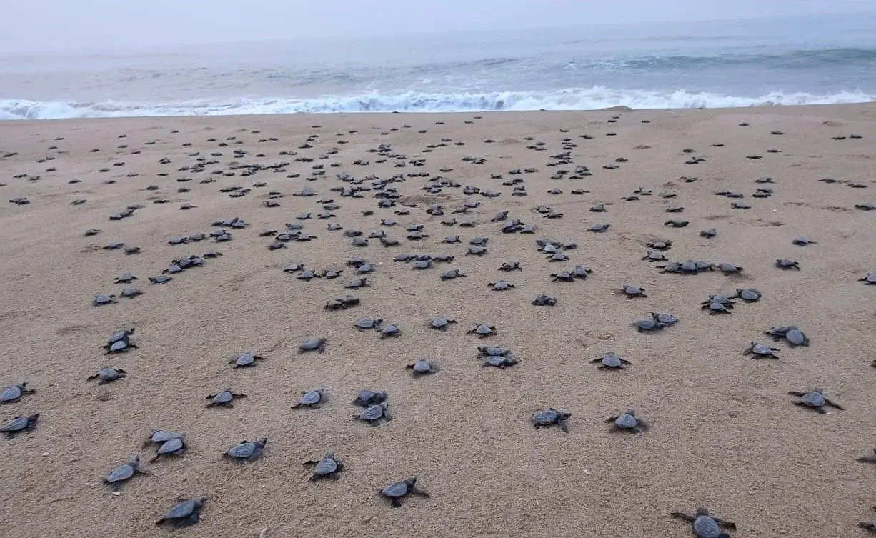 Go with your kids to Rushikulya Beach to watch thousands of Olive Ridley turtle hatchlings