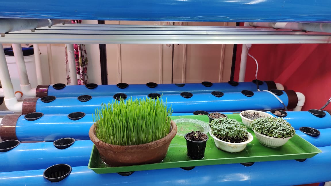 The homemaker continues hydroponics and microgreens farming at home along with saffron farming