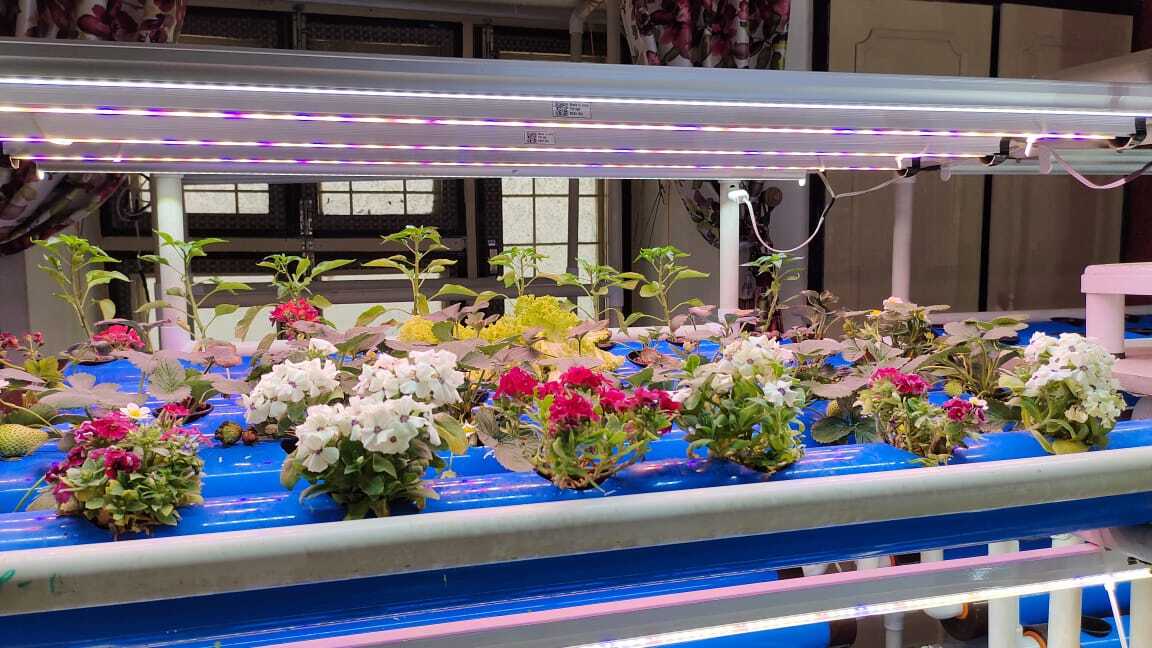 She bought her hydroponics system from an online retailer in Noida