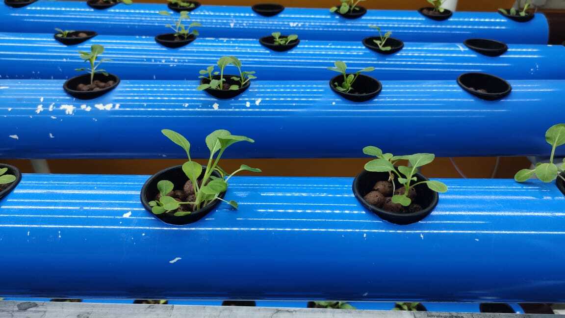 She gives hydroponics farming training to interested people and helps them set up their business