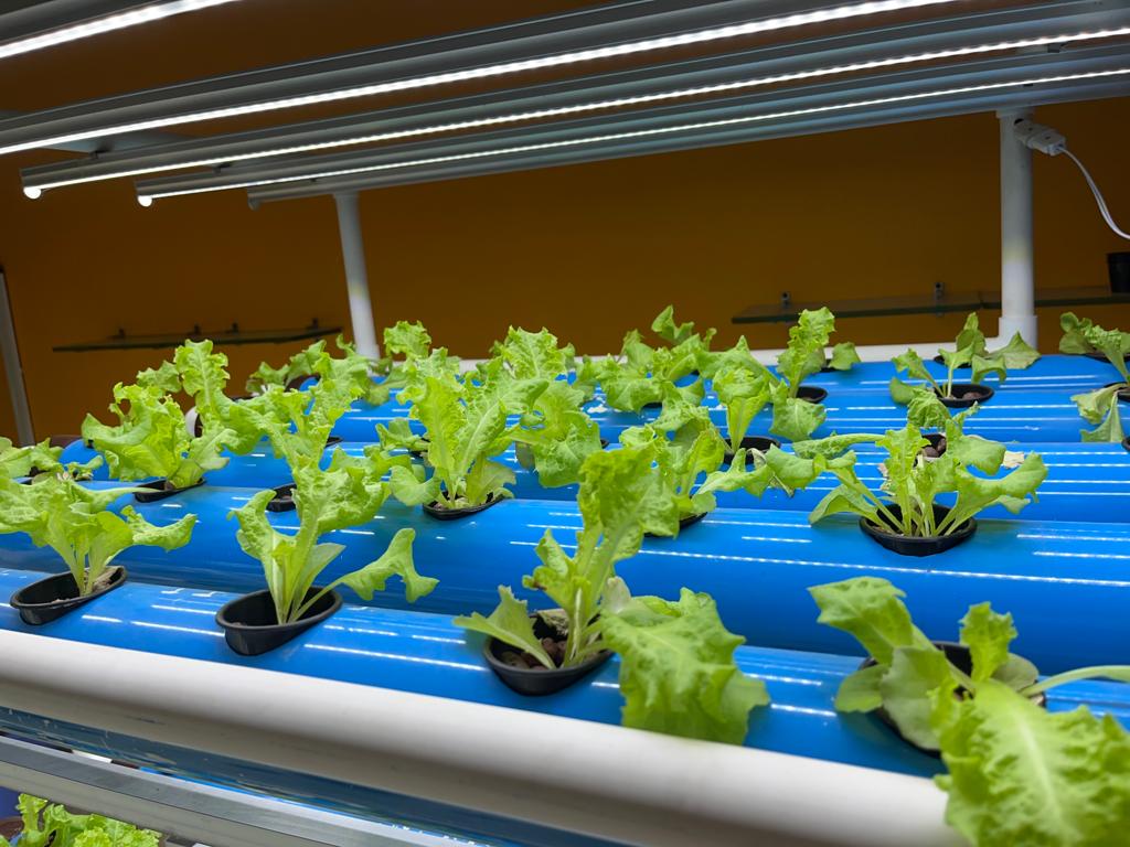 Sujata grew cherry tomatoes, capsicum, broccoli, lettuce, red cabbage, and Chinese cabbage through hydroponics farming 