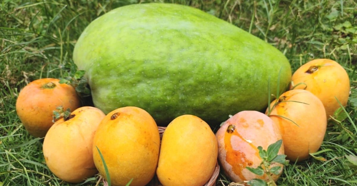 The climate, soil, and weather conditions of Madhya Pradesh are suitable for growing Noorjahan mangoes