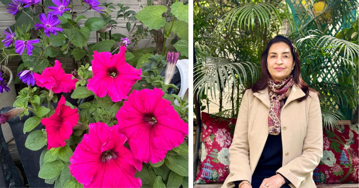 In summer the petunias are in full bloom adding their characteristic vibrancy to the garden