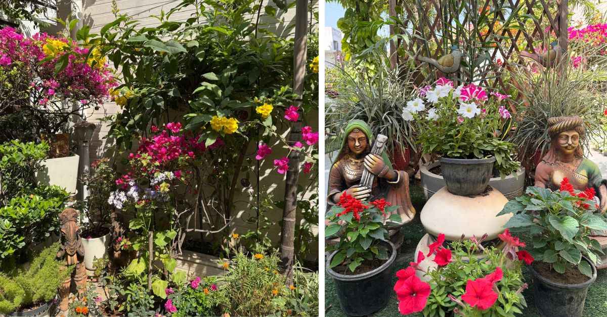 From bougainvillaea to shoeflowers, Veena's garden boasts flowers of almost every variety 