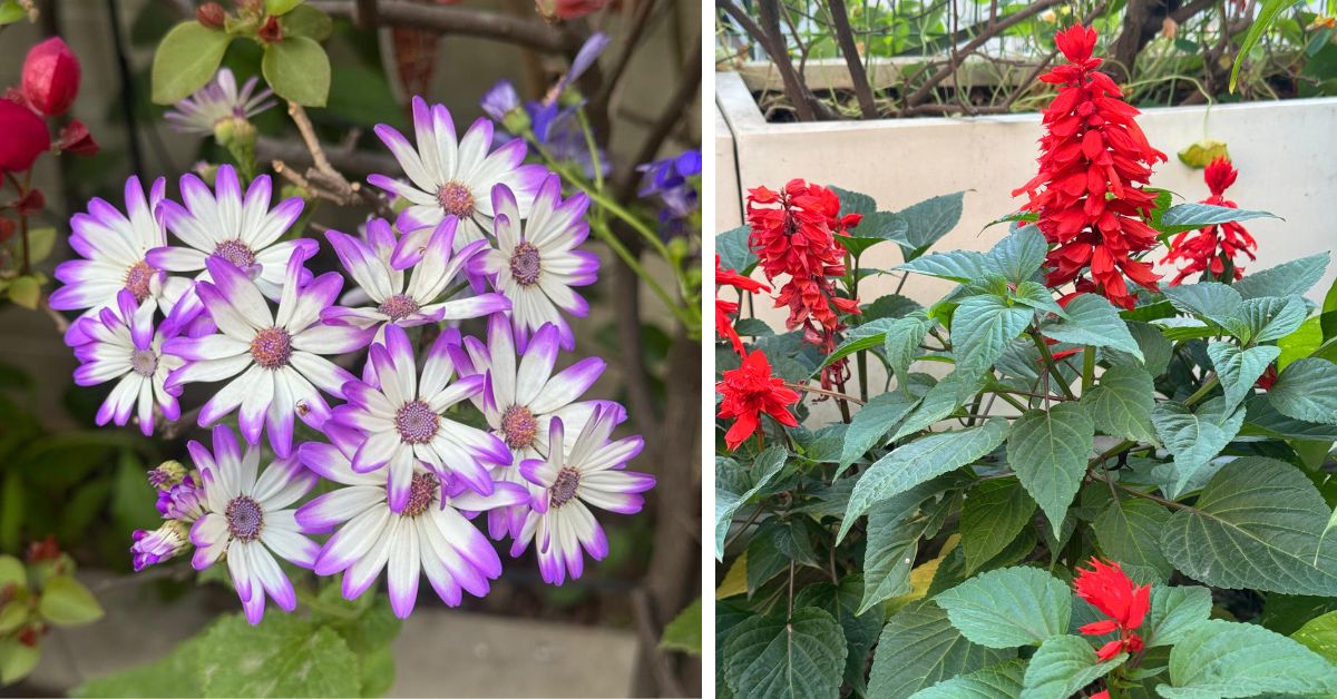 The cineraria (L) and salvia (R) flowers are some of the most beautiful plants that Veena has in her garden 