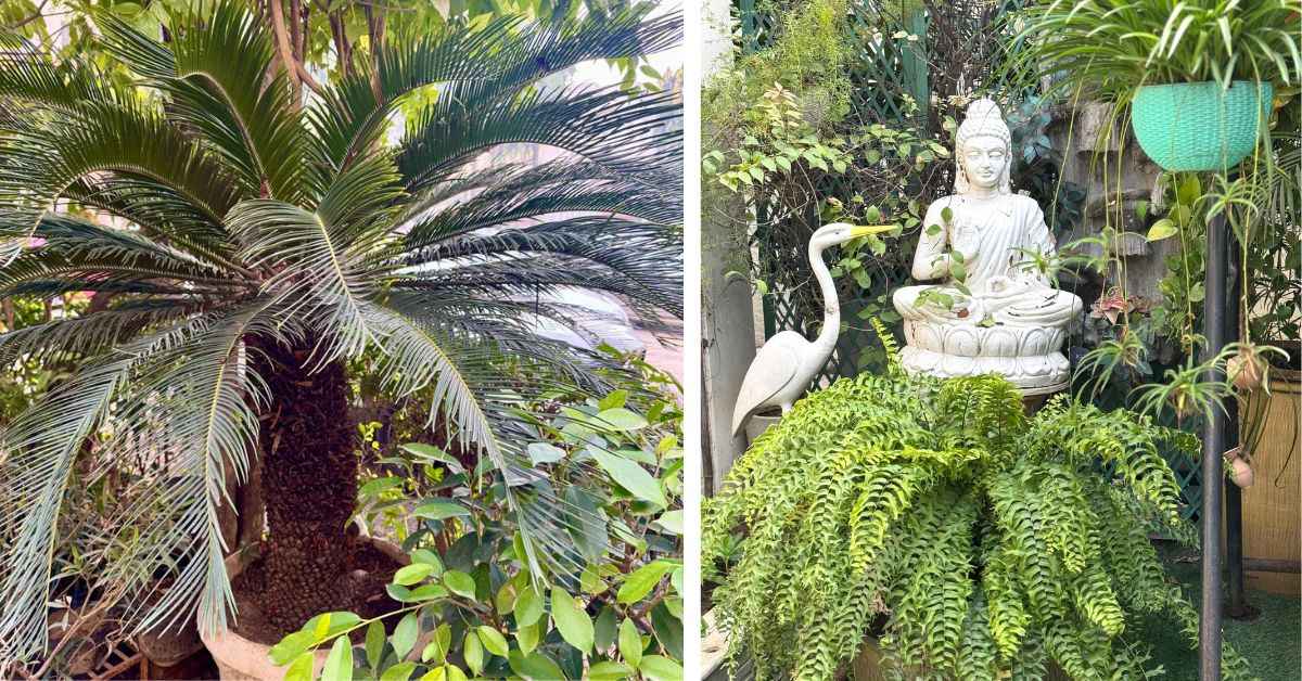 The cycas palm (L) is Veena's most trusted companion that she has carried with her since 1980 