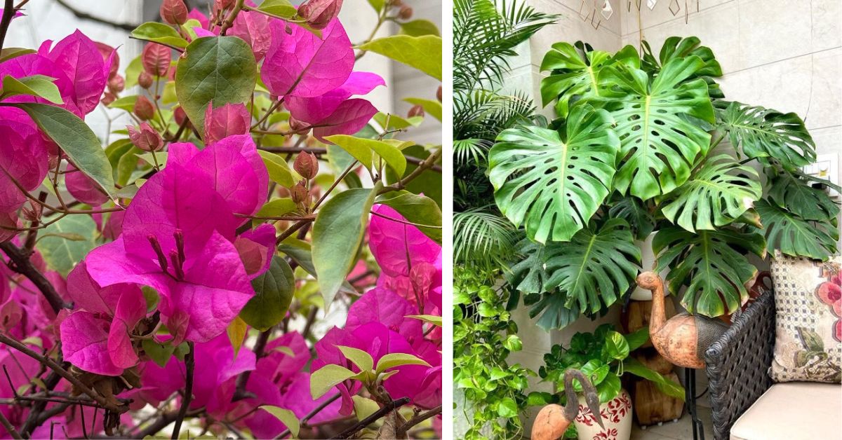 Bougainvilleas (L) and Monstera deliciosa (R) or the Swiss cheese plant flaunt their beauty at Veena's residence 