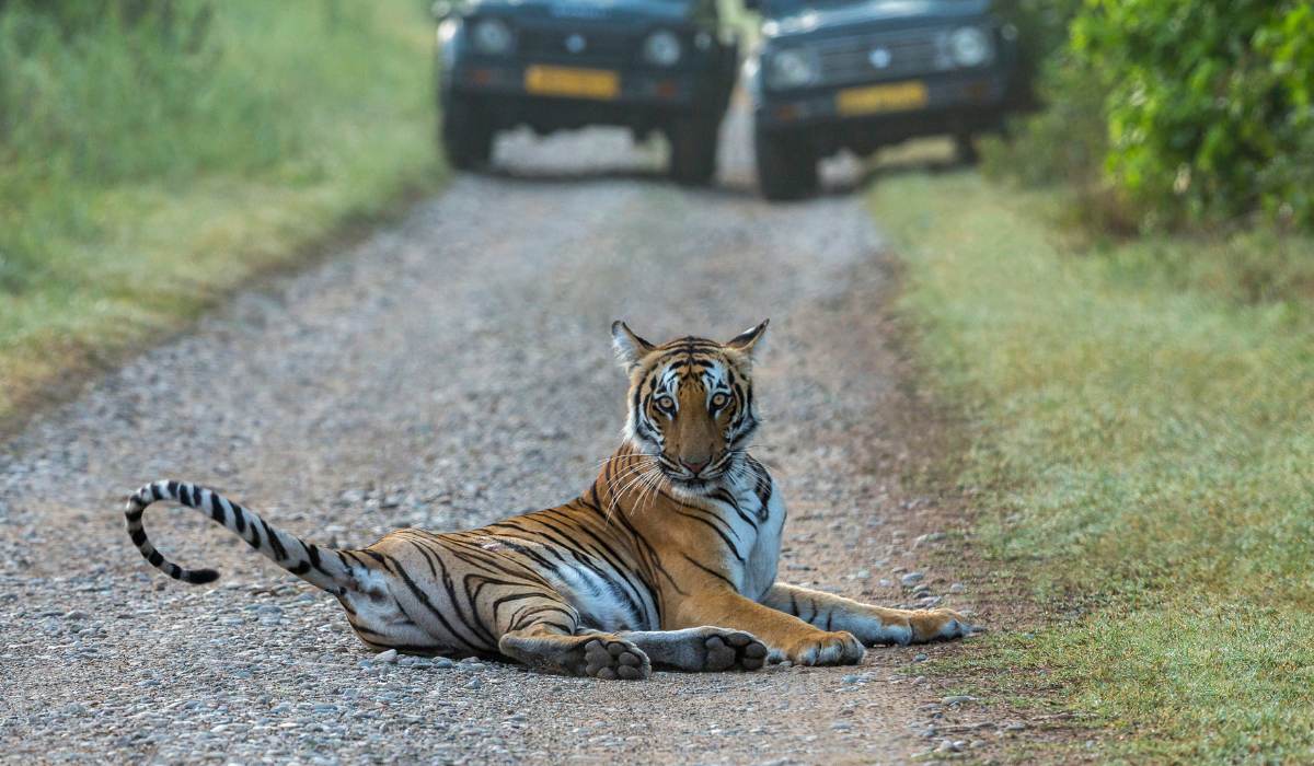 Take a guided night safari through the forests to watch leopards and civets