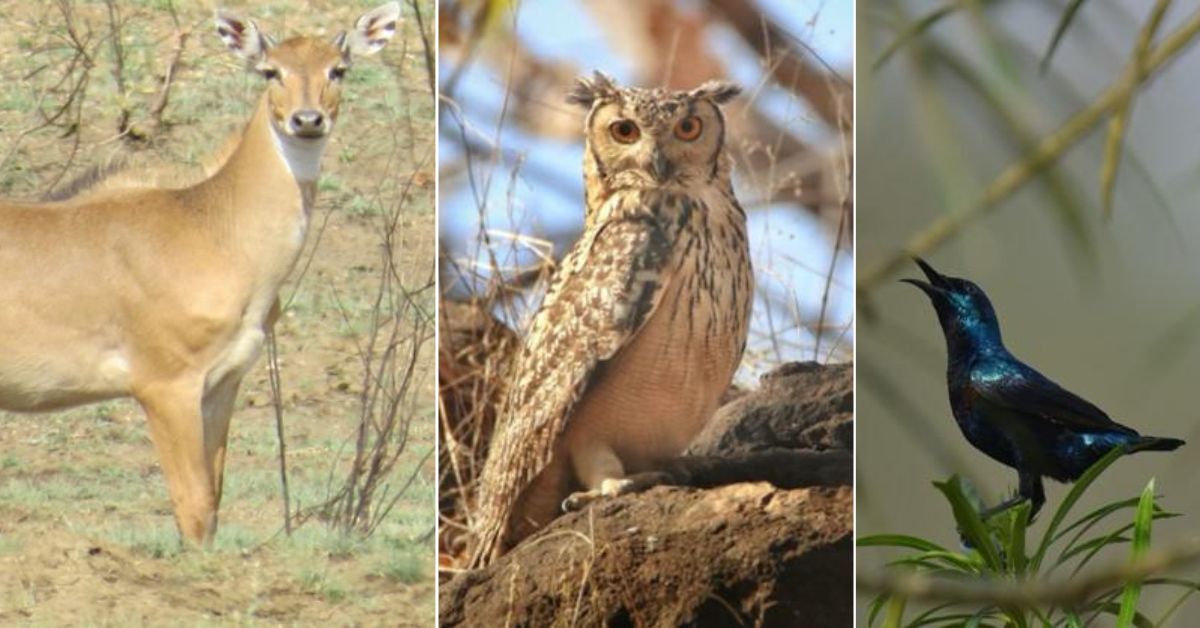 Wildlife and birds have returned in the once-barren Keshar Parvat. 