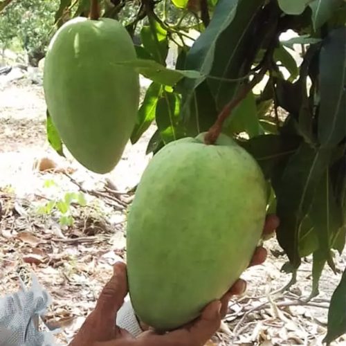 The tree needs regular watering during the flowering process
