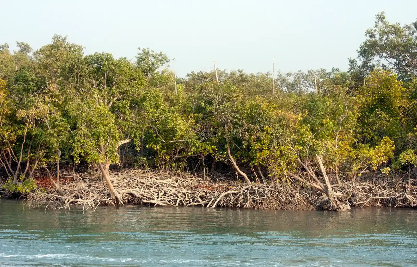 Nanda Island is part of the Sundarbans region and offers a quiet retreat with green forests