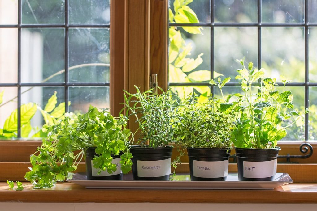 Window Garden